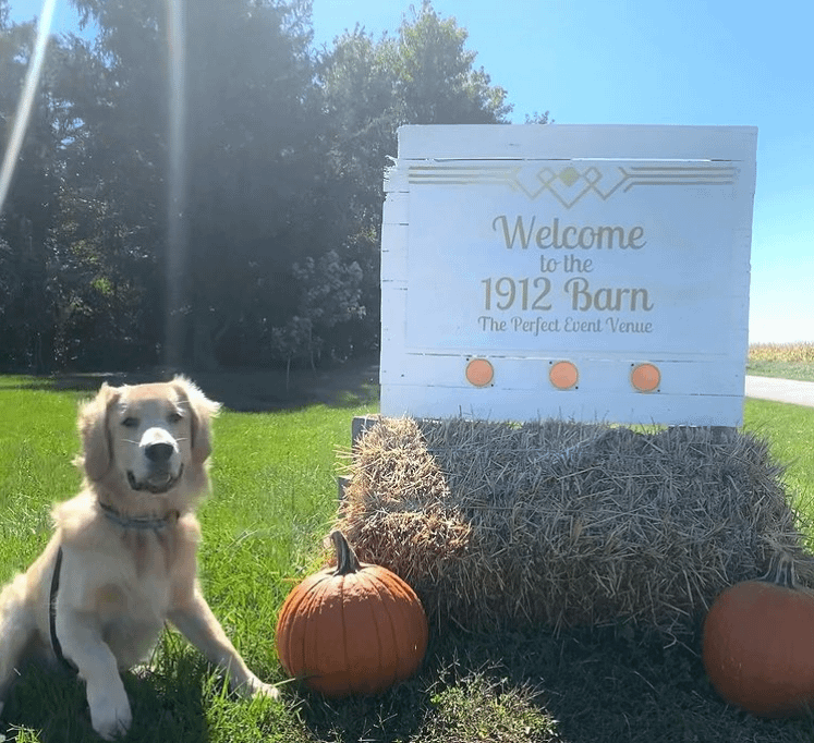 PawPrint Dog at Pumpkin Patch