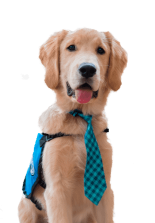PawPrint Dog: Story